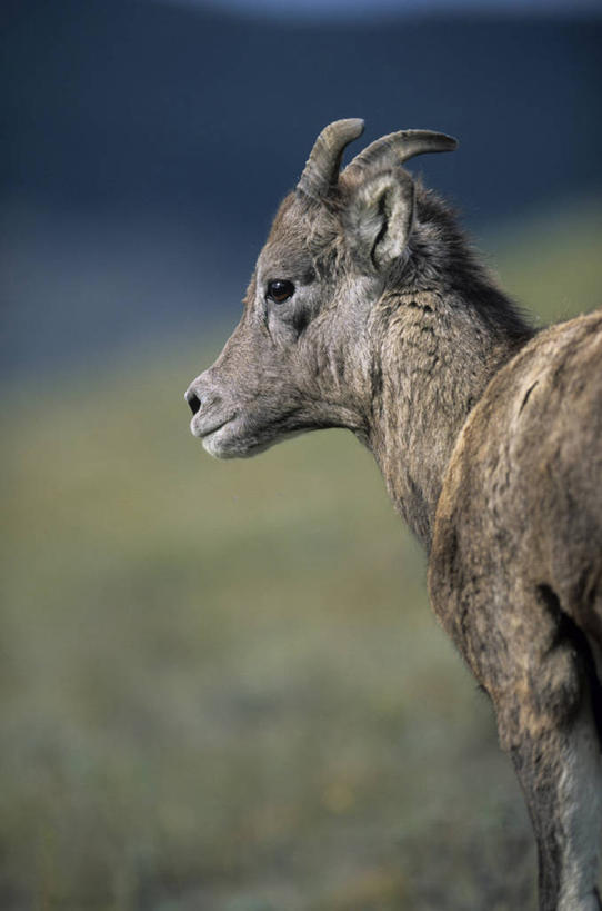 无人,站,竖图,室外,白天,侧面,草地,草坪,美景,植物,野生动物,羊,阴影,朦胧,模糊,光线,影子,景观,注视,草,一只,绿色,阳光,自然,动物,观察,看,站着,景色,可爱,活泼,观看,察看,关注,自然风光,大角羊,盘角羊,盘羊,站立,半身,彩图