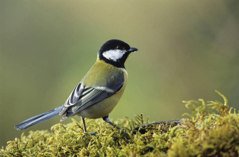 无人,站,横图,室外,白天,侧面,美景,鸟,阴影,朦胧,模糊,光线,鸟类,知更鸟,影子,景观,青苔,苔藓,注视,一只,阳光,自然,观察,看,站着,景色,观看,察看,关注,自然风光,红襟鸟,欧亚鸲,知更雀,罗宾鸟,蓝知更鸟,站立,彩图,全身