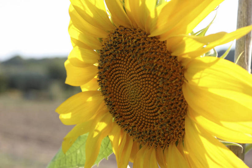 无人,横图,室外,特写,白天,正面,爱情,幸福,美景,太阳,向日葵,朦胧,模糊,盛开,景观,花蕾,花,花瓣,花朵,鲜花,一朵,黄色,自然,花苞,花蕊,景色,自然风光,光辉,沉默,忠诚,勇敢,投缘,爱慕,高傲,朝阳花,葵花,望日莲,向阳花,转日莲,彩图