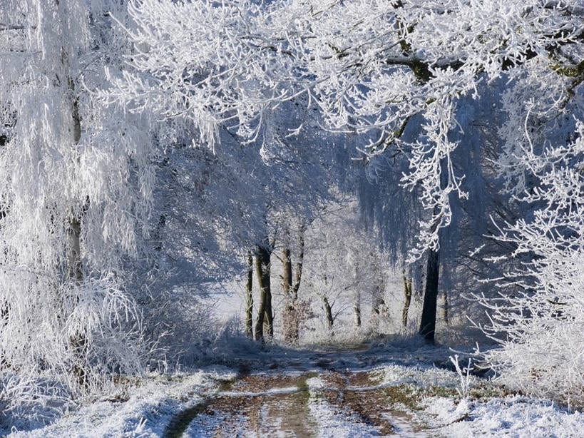 无人,横图,室外,白天,正面,旅游,度假,草地,草坪,美景,森林,树林,植物,道路,路,德国,欧洲,吊挂,悬挂,阴影,清澈,光线,影子,景观,小路,交通,挂,霜,娱乐,草,树,树木,绿色,阳光,自然,享受,休闲,景色,放松,寒冷,乡间小路,生长,成长,冰冷,西欧,自然风光,德意志联邦共和国,严寒,冰凉,酷寒,凛冽,凛凛,极冷,清亮,萨克森州,萨克森自由州,彩图