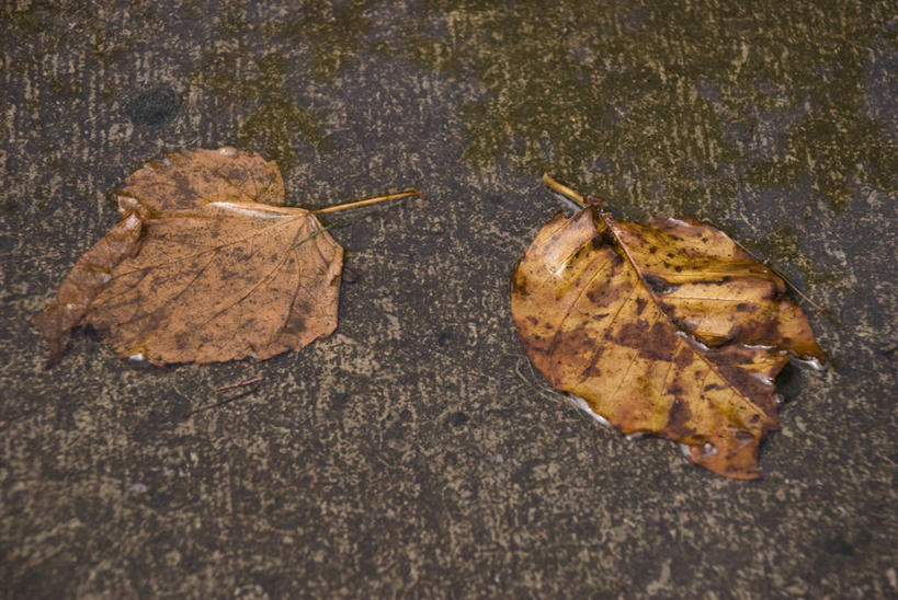 无人,横图,俯视,室外,特写,白天,秋季,叶子,两片,泥土,土壤,枯叶,落叶,叶,叶片,秋,秋天,彩图,高角度拍摄