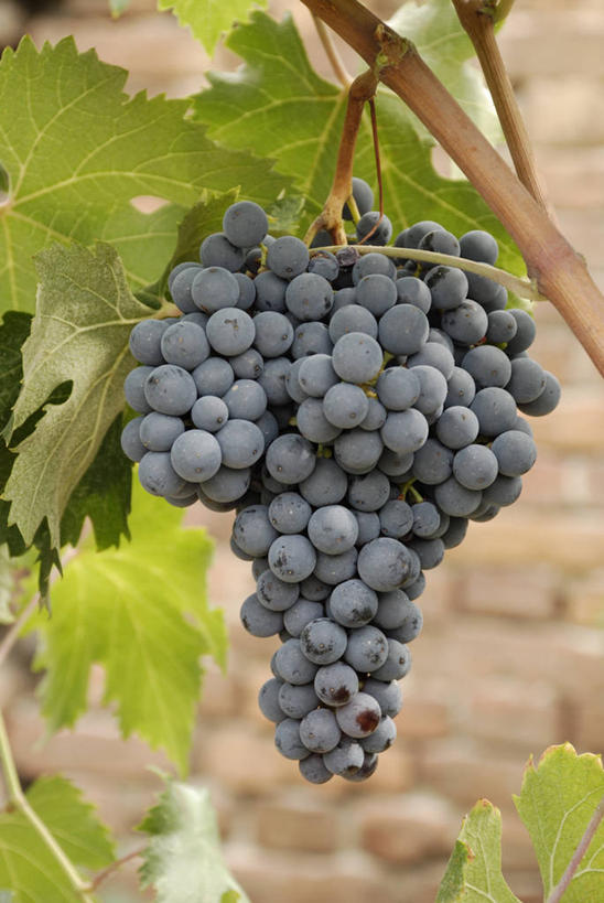 无人,竖图,室外,特写,白天,正面,葡萄,水果,一串,阴影,新鲜,光线,影子,生食,食品,果实,架子,食物,紫色,阳光,有机食品,绿色食品,支撑,固定,葡萄架,山葫芦,蒲桃,草龙珠,彩图