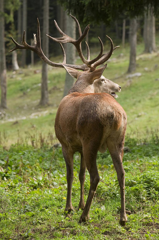 无人,站,竖图,室外,白天,草地,草坪,美景,树林,植物,哺乳动物,鹿,野生动物,阴影,光线,影子,景观,扭头,注视,草,树,树木,一只,背面,绿色,阳光,自然,动物,观察,看,站着,转头,景色,可爱,活泼,生长,成长,观看,察看,关注,自然风光,驼鹿,罕达犴,堪达犴,站立,彩图,全身