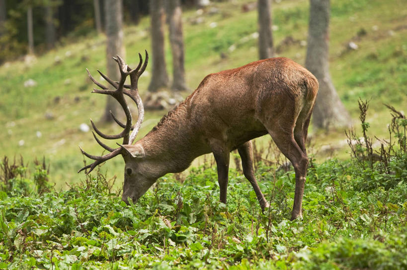 无人,站,吃,横图,室外,白天,侧面,草地,草坪,美景,植物,哺乳动物,鹿,野生动物,阴影,光线,影子,景观,树桩,注视,草,树干,一只,绿色,阳光,自然,动物,低头,观察,看,站着,木桩,景色,可爱,活泼,观看,察看,关注,自然风光,驼鹿,垂头,罕达犴,堪达犴,嚼,食,站立,彩图,全身