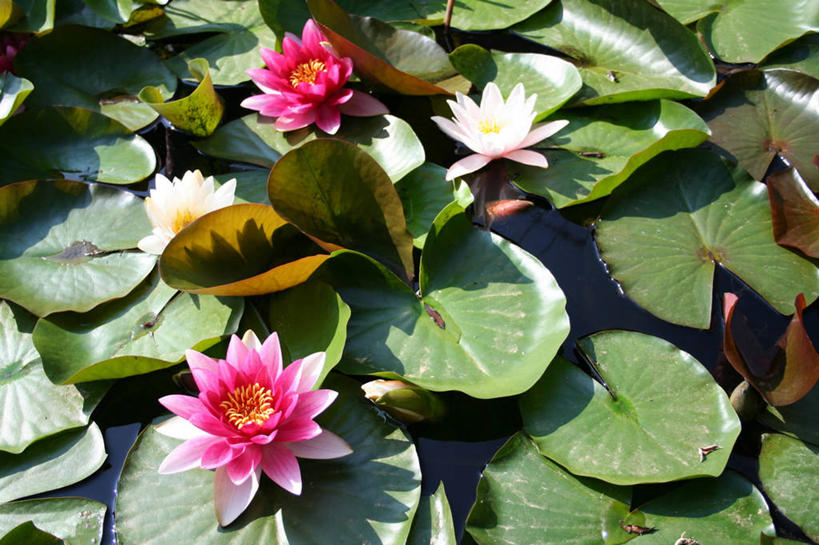 无人,横图,俯视,室外,特写,白天,纯洁,美景,莲花,叶子,阴影,盛开,光线,影子,景观,荷叶,花蕾,花,花瓣,花朵,鲜花,两朵,粉色,阳光,自然,花苞,花蕊,景色,富贵,神圣,自然风光,纯净,莲叶,六月花神,正直,鞭蕖,鞭蓉,芙蕖,菡萏,荷花,六月春,藕花,水旦,水芙蓉,水华,水芸,溪客,叶,叶片,彩图,高角度拍摄