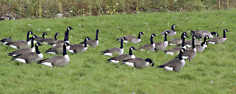 无人,站,横图,室外,白天,侧面,草地,草坪,美景,植物,鹅,鸟,许多,阴影,光线,鸟类,水鸟,影子,景观,很多,注视,草,绿色,阳光,自然,观察,看,站着,景色,观看,察看,关注,自然风光,站立,彩图,全身