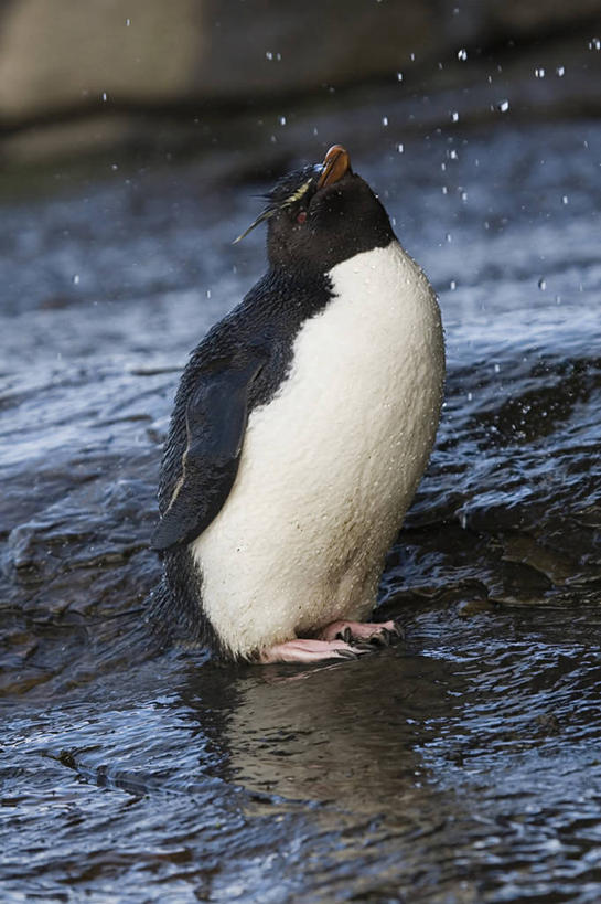 无人,站,竖图,室外,白天,正面,海浪,海洋,美景,沙滩,水,企鹅,野生动物,阴影,飞溅,朦胧,模糊,溅,光线,沙子,液体,影子,海岸,景观,浪花,水滴,沙地,注视,水珠,一只,阳光,自然,海水,动物,观察,看,站着,景色,可爱,活泼,观看,察看,关注,喷洒,自然风光,跳岩企鹅,海景,大海,风浪,海,海水的波动,海滩,近岸浪,涌浪,抬头,仰头,站立,彩图,全身