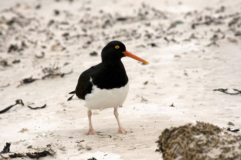 无人,站,横图,室外,白天,正面,石头,美景,沙滩,鸟,英国,欧洲,阴影,光线,鸟类,沙子,石子,影子,海岸,景观,沙地,注视,英格兰,一只,阳光,自然,观察,看,站着,景色,观看,察看,西欧,关注,自然风光,大不列颠,大不列颠及北爱尔兰联合王国,海喜鹊,蛎鹬,英吉利,福克兰群岛,海滩,石块,岩石,站立,彩图,全身,大不列颠王国,大英帝国,联合王国,日不落帝国