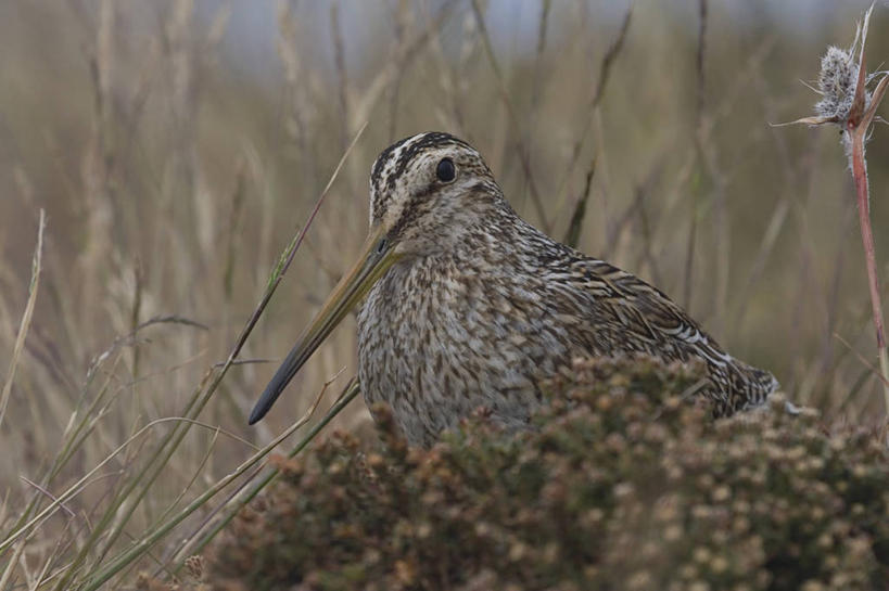 无人,横图,室外,特写,白天,侧面,草地,草坪,美景,植物,鸟,英国,欧洲,阴影,朦胧,模糊,光线,鸟类,影子,景观,注视,英格兰,草,一只,绿色,阳光,自然,观察,看,趴着,景色,观看,察看,西欧,关注,自然风光,大不列颠,大不列颠及北爱尔兰联合王国,鹬,英吉利,福克兰群岛,趴,半身,彩图,大不列颠王国,大英帝国,联合王国,日不落帝国