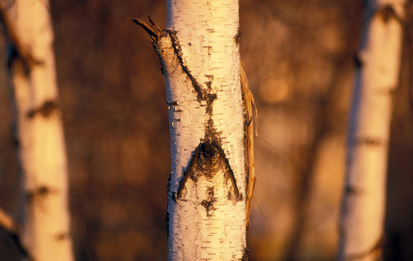 无人,横图,室外,特写,白天,正面,美景,树林,植物,阴影,朦胧,模糊,光线,影子,景观,树,树木,绿色,阳光,自然,景色,白桦,生长,成长,自然风光,桦树,桦皮树,桦木,彩图