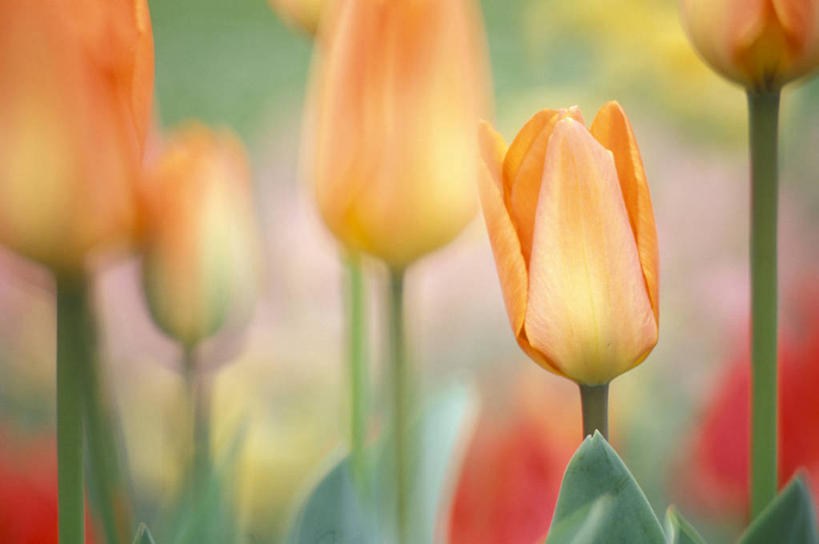 无人,横图,室外,特写,白天,正面,爱情,花海,花圃,美景,植物,郁金香,叶子,欧洲,克罗地亚,阴影,朦胧,模糊,盛开,光线,影子,景观,祝福,花蕾,花,花瓣,花朵,花卉,鲜花,绿色,阳光,自然,花丛,花束,花田,花苞,花蕊,橙色,景色,表白,自然风光,荣誉,首府,永恒,克罗地亚共和国,斯普利特,斯普利特.达尔马提亚县,郁香,洋荷花,草麝香,彩图