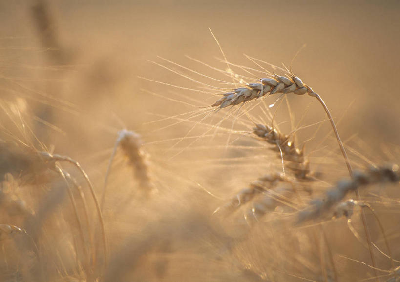 无人,农田,横图,室外,特写,白天,正面,庄稼,农作物,小麦,美景,阴影,朦胧,模糊,光线,影子,景观,谷物,麦田,阳光,自然,景色,麦子,自然风光,彩图,耕地,庄稼田