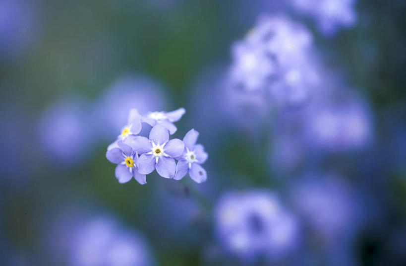 无人,横图,室外,特写,白天,正面,爱情,花海,花圃,美景,植物,勿忘我,叶子,阴影,朦胧,模糊,盛开,光线,影子,景观,花蕾,花,花瓣,花朵,花卉,鲜花,绿色,紫色,阳光,自然,花丛,花束,花田,花苞,花蕊,景色,自然风光,永恒,想念,星辰花,勿忘草,斯太菊,矶松,匙叶花,彩图