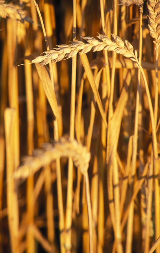 无人,农田,竖图,室外,特写,白天,正面,庄稼,农作物,小麦,美景,阴影,朦胧,模糊,光线,影子,景观,谷物,麦田,阳光,自然,景色,麦子,自然风光,彩图,耕地,庄稼田