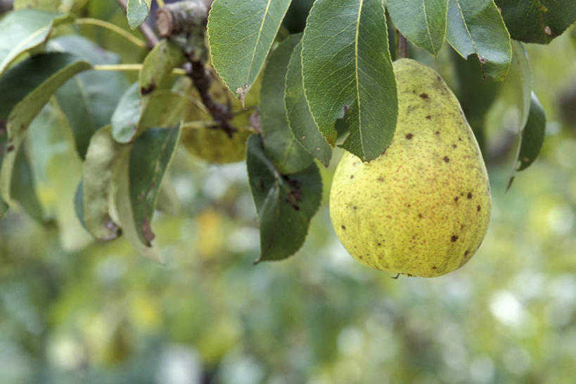 无人,横图,室外,特写,白天,正面,美景,植物,梨,水果,吊挂,悬挂,阴影,朦胧,模糊,新鲜,光线,影子,景观,生食,食品,果实,果树,挂,树,树木,食物,一个,绿色,阳光,自然,香梨,景色,有机食品,绿色食品,生长,单个,成长,自然风光,梨树,生梨,彩图