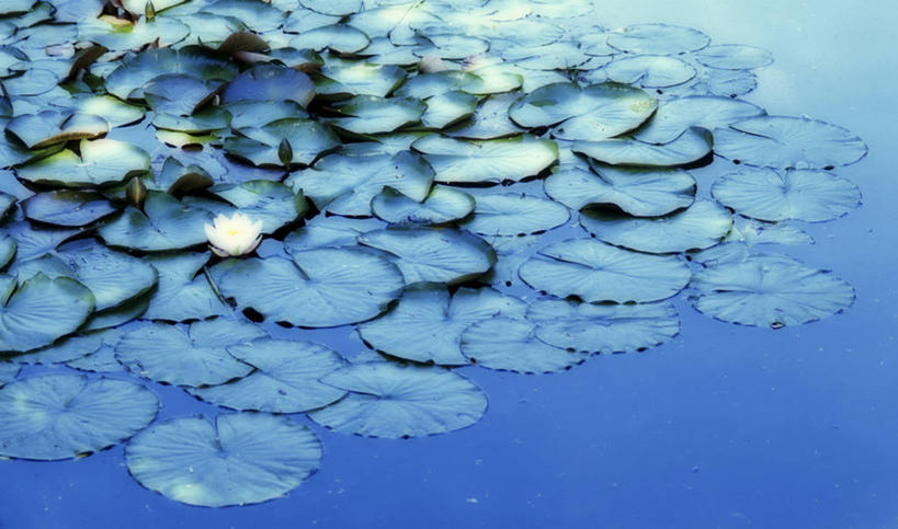 无人,横图,俯视,室外,白天,纯洁,美景,莲花,叶子,阴影,盛开,光线,影子,池塘,景观,水池,荷叶,花蕾,花,花瓣,花朵,鲜花,阳光,自然,花苞,花蕊,景色,富贵,神圣,自然风光,纯净,莲叶,六月花神,正直,鞭蕖,鞭蓉,芙蕖,菡萏,荷花,六月春,藕花,水旦,水芙蓉,水华,水芸,溪客,叶,叶片,彩图,高角度拍摄