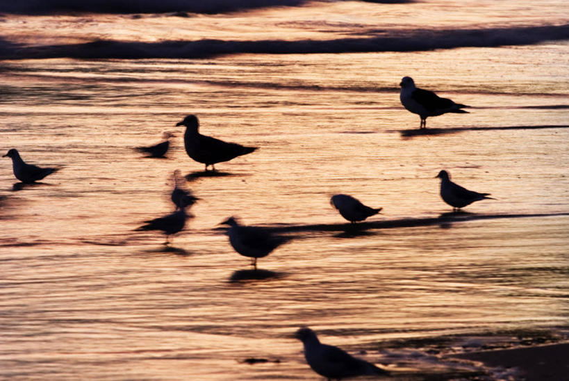 无人,站,横图,室外,白天,侧面,海浪,海洋,美景,沙滩,海鸟,海鸥,鸟,欧洲,爱沙尼亚,拉脱维亚,立陶宛,阴影,朦胧,模糊,光线,鸟类,沙子,影子,海岸,景观,浪花,沙地,背光,注视,阳光,自然,海水,观察,看,站着,景色,观看,察看,关注,自然风光,逆光,海景,东欧,爱沙尼亚共和国,拉脱维亚共和国,立陶宛共和国,大海,风浪,海,海水的波动,海滩,近岸浪,涌浪,站立,半身,彩图,波罗的海三国