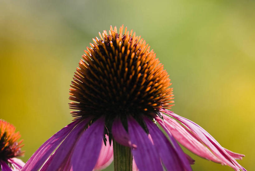 无人,横图,室外,特写,白天,正面,美景,阴影,朦胧,模糊,盛开,光线,影子,景观,花蕾,花,花瓣,花朵,鲜花,两朵,紫色,阳光,自然,花苞,花蕊,景色,松果菊,自然风光,紫锥花,紫锥菊,放弃,懈怠,彩图