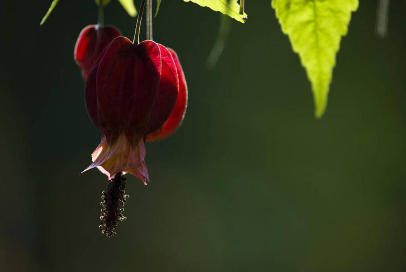 无人,横图,室外,特写,白天,正面,美景,报春花,阴影,朦胧,模糊,盛开,光线,影子,景观,花蕾,花,花瓣,花朵,鲜花,一朵,红色,阳光,自然,花苞,花蕊,景色,自然风光,樱草,独一,仅有,唯一,唯有,惟一,惟有,年景花,四季报春,彩图