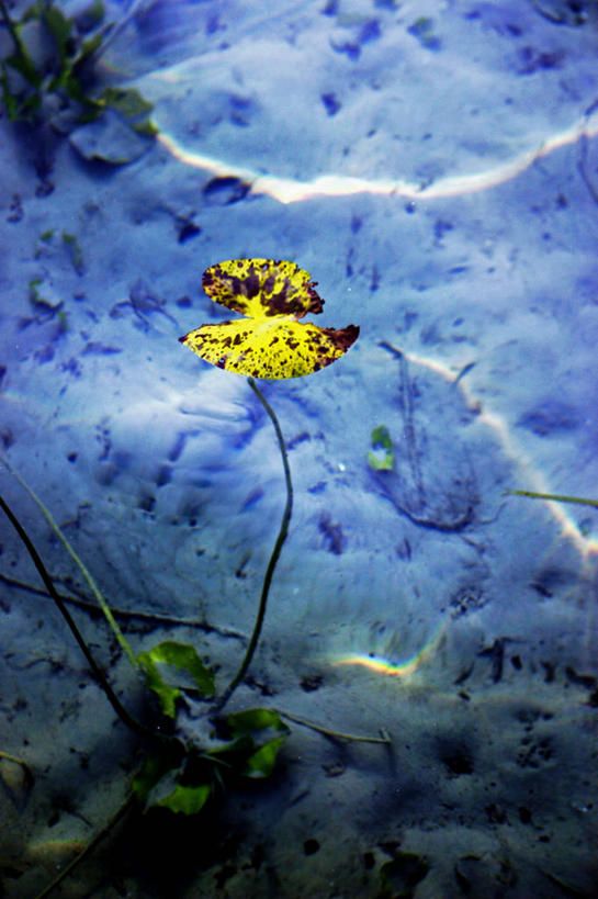 无人,竖图,俯视,室外,特写,白天,水下,美景,睡莲,盛开,景观,泥土,水底,土壤,花蕾,花,花瓣,花朵,鲜花,自然,花苞,花蕊,景色,自然风光,纯真,妖艳,水芹花,抒情,洁净,水洋花,小莲花,子午莲,彩图,高角度拍摄