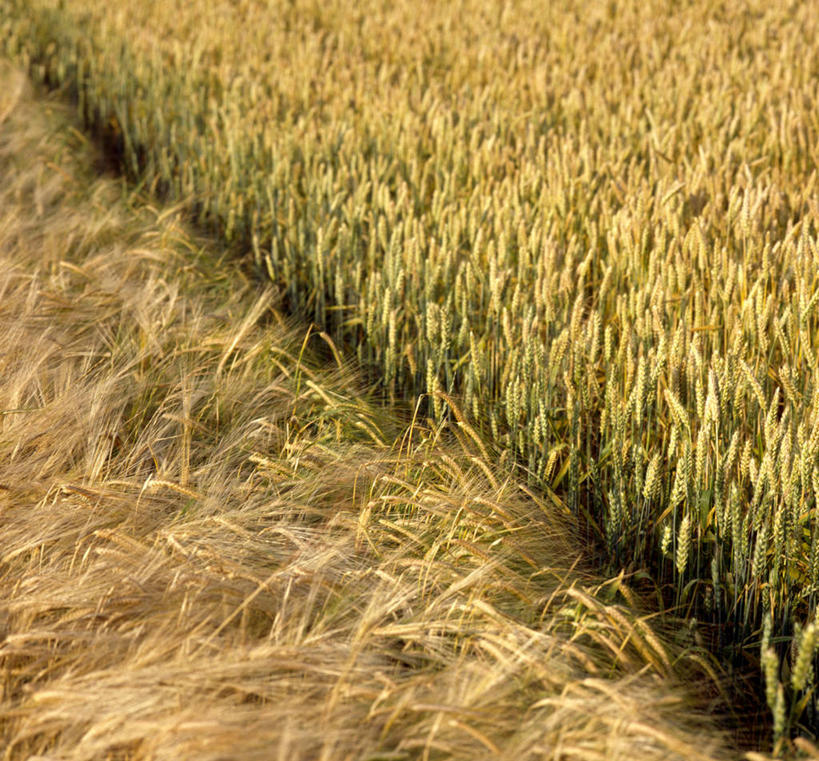 无人,农田,横图,俯视,室外,白天,庄稼,农作物,小麦,美景,阴影,光线,影子,景观,谷物,麦田,阳光,自然,景色,麦子,自然风光,彩图,高角度拍摄,耕地,庄稼田