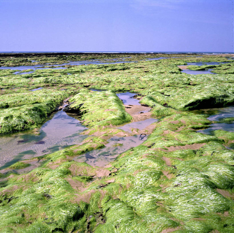 无人,横图,室外,白天,正面,旅游,度假,草地,草坪,美景,沙滩,植物,阴影,光线,沙子,影子,地平线,海岸,景观,辽阔,地面,沙地,娱乐,草,绿色,天空,阳光,自然,天,享受,休闲,广阔,景色,放松,生长,成长,一望无际,藻类,自然风光,延伸,天地相交,真核生物,无边无际,一马平川,海滩,彩图,藻类植物