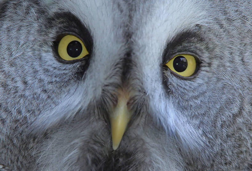 头,无人,横图,室内,特写,白天,正面,猫头鹰,鸟,野生动物,羽毛,阴影,轻盈,柔软,反射,鸟类,影子,注视,一只,动物,观察,看,观看,察看,关注,凶猛,轻柔,残暴,凶残,头部,鸮,枭,半身,彩图