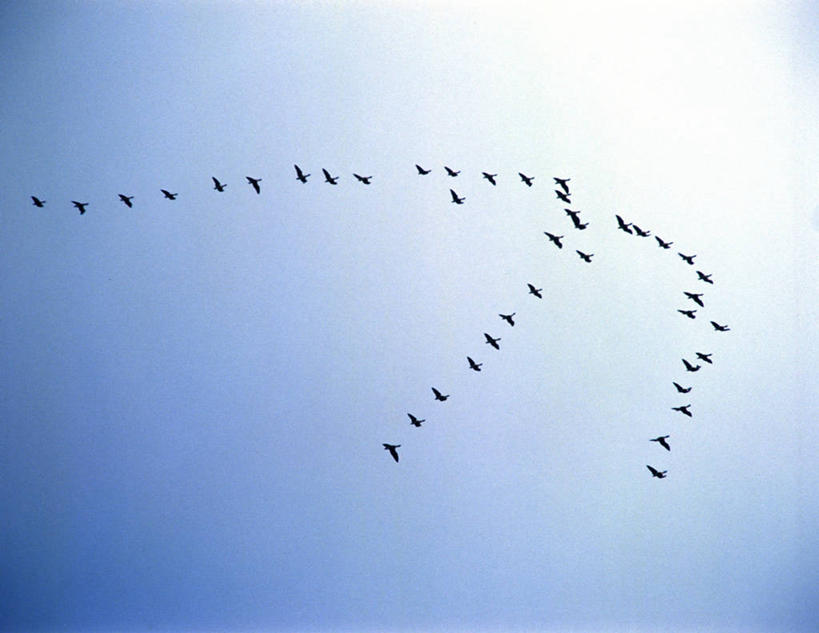 无人,横图,室外,白天,仰视,美景,鸟,野生动物,天鹅,一排,许多,飞翔,阴影,整齐,并列,并排,飞行,光线,鸟类,影子,景观,很多,翱翔,飞,排列,蓝色,蓝天,天空,阳光,自然,动物,天,景色,可爱,晴朗,迁徙,迁移,队列,自然风光,转移,平行,万里无云,晴空,晴空万里,鹄,彩图,低角度拍摄,全身,往返,移居