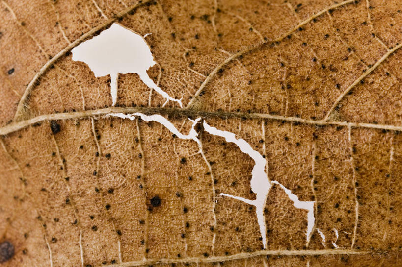 无人,横图,室内,特写,白天,正面,叶子,阴影,丰富,破碎,反射,纹路,纹理,影子,褐色,枯叶,落叶,成熟,腐烂,破裂,摧毁,肌理,谦让,随和,腐败,腐臭,腐朽,叶,叶片,彩图