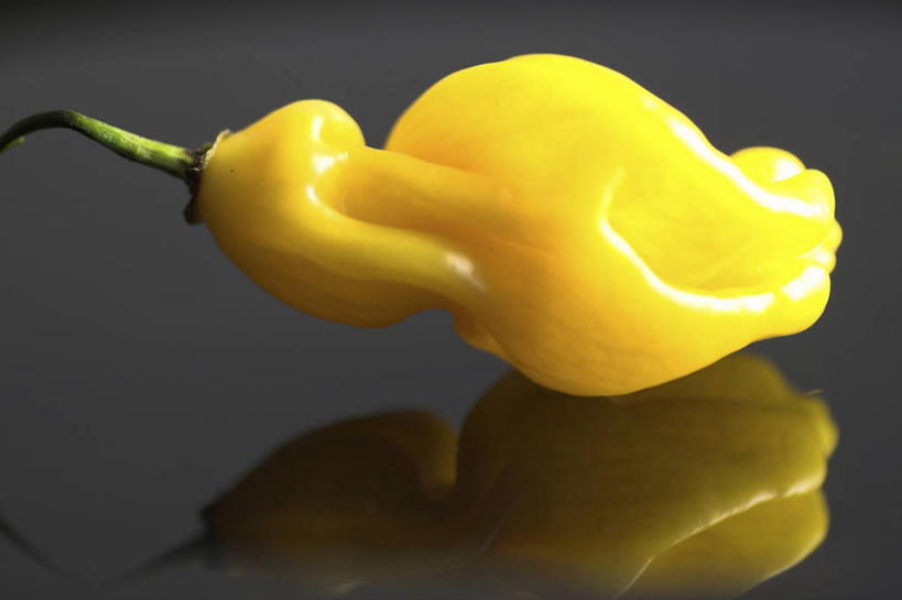 无人,横图,俯视,室内,特写,白天,辣椒,蔬菜,阴影,灰色背景,朦胧,模糊,新鲜,反射,影子,食品,食物,一个,黄色,摄影,有机食品,绿色食品,影棚,单个,辣角,大椒,辣虎,广椒,墨西哥辣椒,哈雷派尼奥,哈雷派尼奥辣椒,辣子,海椒,番椒,彩图,高角度拍摄,影棚拍摄,拍摄