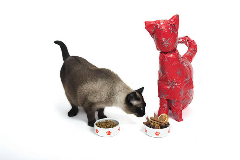 无人,站,横图,室内,特写,白天,白色背景,正面,游戏,宠物,猫,玩具,陶瓷,食品,陶瓷制品,营养,玩,注视,娱乐,食物,一只,动物,容器,碗,低头,观察,看,站着,休闲,可爱,益智,摄影,影棚,观看,活动,储藏,察看,猫粮,储存,发泄,关注,消遣,智力,饲料,猫咪,宣泄,猫食,玩耍,嬉戏,站立,彩图,全身,影棚拍摄,拍摄,贮存