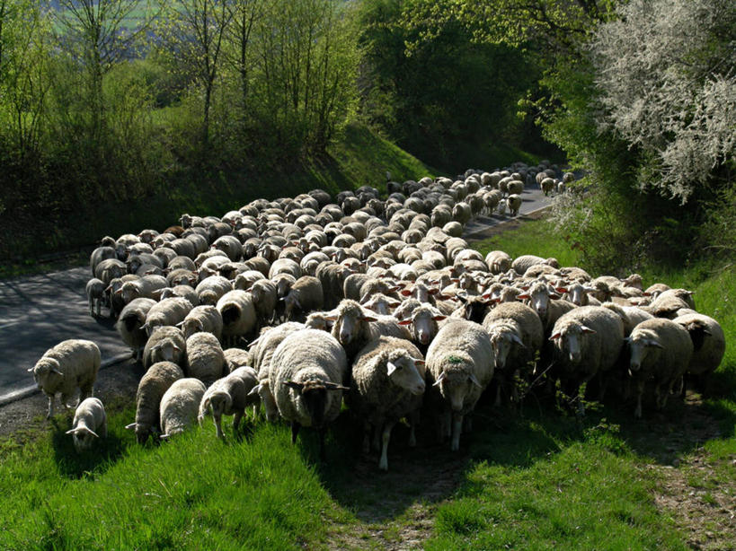 无人,走,横图,室外,白天,正面,旅游,度假,草地,草坪,美景,树林,植物,羊,德国,欧洲,许多,阴影,光线,影子,景观,很多,注视,娱乐,草,树,树木,绿色,阳光,自然,动物,观察,看,享受,休闲,家畜,景色,放松,牲畜,生长,成长,观看,察看,迁徙,迁移,西欧,关注,自然风光,转移,德意志联邦共和国,绵羊,步行,散步,走路,彩图,全身,往返,移居