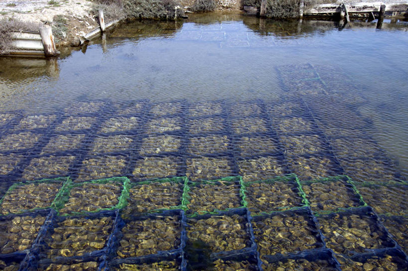 无人,横图,俯视,室外,特写,白天,湖,湖泊,水,法国,欧洲,一堆,许多,阴影,堆叠,堆积,光线,鱼,篮子,影子,塑料,湖面,水流,水面,很多,水产,鱼类,阳光,容器,塑料制品,湖水,储藏,堆,西欧,储存,法兰西,水生动物,水生物,法兰西共和国,卢瓦尔河地区,法兰西第五共和国,卢瓦尔,卢瓦尔大区,卢瓦尔河大区,旺代省,彩图,高角度拍摄,淡水生物,河鲜,贮存