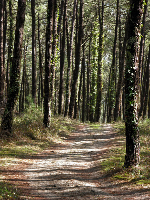 无人,竖图,室外,白天,正面,旅游,度假,草地,草坪,美景,树林,植物,道路,路,比利时,欧洲,阴影,光线,影子,景观,小路,交通,娱乐,草,树,树木,绿色,阳光,自然,享受,休闲,景色,放松,生长,成长,西欧,自然风光,比利时王国,朗德,卢森堡省,彩图