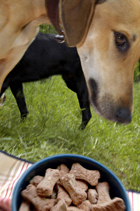 无人,站,竖图,俯视,室外,特写,白天,美景,宠物,狗,阴影,朦胧,模糊,光线,影子,陶瓷,景观,食品,陶瓷制品,营养,拉布拉多,狗绳,注视,拉布拉多猎犬,食物,阳光,自然,动物,容器,碗,低头,观察,看,站着,两只,景色,可爱,观看,储藏,绳索,察看,狗粮,储存,关注,饲料,自然风光,拉布拉多犬,狗链,牵引绳,忠诚,项圈,犬,站立,半身,彩图,高角度拍摄,犬粮,狗链子,狗项圈,贮存