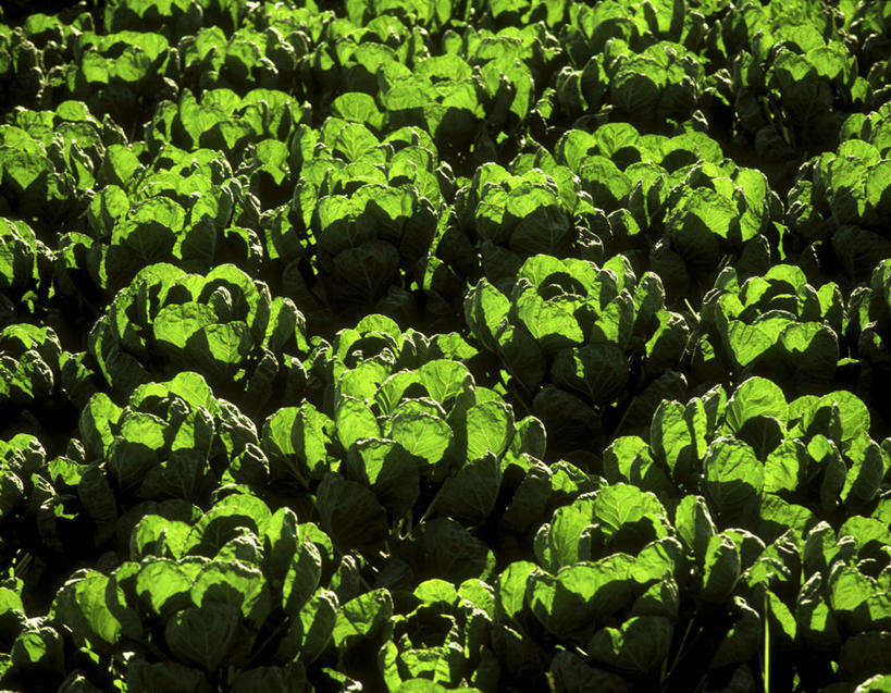 无人,农田,横图,俯视,室外,特写,白天,庄稼,农作物,美景,蔬菜,椰菜,卷心菜,阴影,新鲜,光线,影子,景观,食品,食物,阳光,自然,甘蓝,景色,有机食品,绿色食品,自然风光,甘蓝菜,结球甘蓝,甘兰,包心菜,彩图,高角度拍摄,耕地,庄稼田,圆白菜