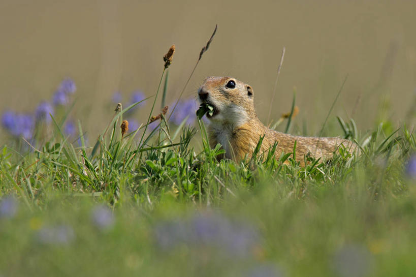 无人,横图,室外,特写,白天,侧面,草地,草坪,花海,花圃,美景,植物,野生动物,叶子,奥地利,欧洲,阴影,朦胧,模糊,盛开,光线,影子,景观,花蕾,注视,草,花,花瓣,花朵,花卉,鲜花,一只,绿色,紫色,阳光,自然,动物,花丛,花束,花田,花苞,花蕊,观察,看,趴着,景色,可爱,活泼,观看,察看,关注,自然风光,中欧,奥地利共和国,狗獾,獾,趴,抬头,仰头,彩图,全身