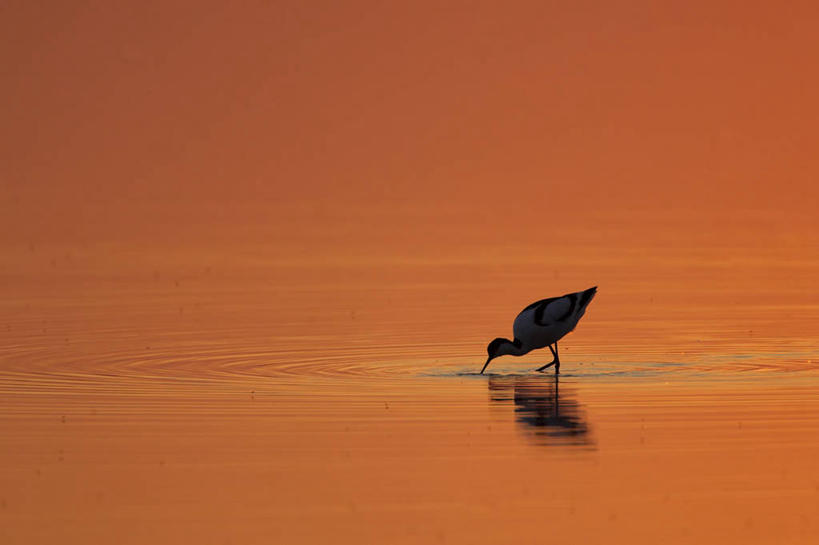 无人,站,横图,室外,特写,白天,侧面,湖,湖泊,美景,日落,水,鸟,阴影,波纹,朦胧,模糊,光线,反嘴鹬,鸟类,影子,湖面,景观,水流,水面,晚霞,霞光,落日,涟漪,背光,一只,水纹,阳光,自然,黄昏,波浪,湖水,低头,站着,景色,彩霞,波光粼粼,自然风光,逆光,水晕,鸻,夕照,薄暮,夕阳,站立,彩图,全身,傍晚,反嘴鸻,斜阳