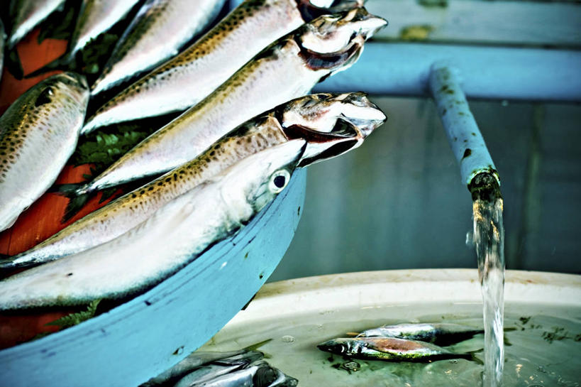 无人,横图,俯视,室内,特写,白天,水,一排,许多,整齐,鱼,水槽,水龙头,液体,水滴,很多,水盆,水斗,鱼类,开关,排列,容器,打开,储藏,阀门,开启,储存,队列,水咀,彩图,高角度拍摄,贮存