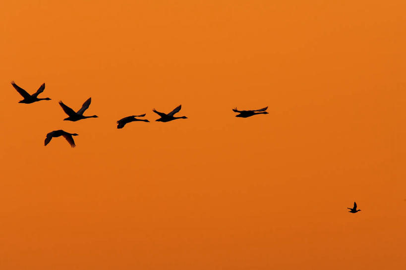 无人,横图,室外,白天,仰视,美景,日落,鸟,野生动物,天鹅,欧洲,一群,许多,飞翔,伸展,张开,展翅,阴影,朦胧,模糊,飞行,光线,翅膀,鸟类,影子,景观,晚霞,霞光,落日,很多,背光,翱翔,注视,飞,阳光,自然,黄昏,动物,观察,看,景色,彩霞,可爱,观看,淡水湖,察看,关注,自然风光,逆光,张开翅膀,夕照,薄暮,展开翅膀,博登湖,康斯坦茨湖,夕阳,鹄,彩图,低角度拍摄,全身,傍晚,斜阳