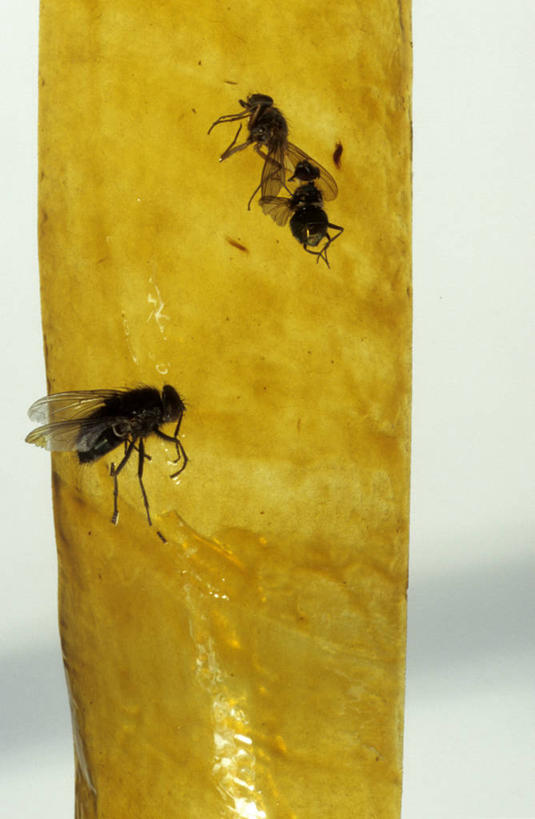 无人,竖图,室内,特写,白天,苍蝇,三只,吊挂,悬挂,细菌,纹路,昆虫,纹理,纸,手工,墙,挂,墙壁,墙面,背面,黄色,动物,死亡,胶水,粘合剂,病菌,肌理,手工艺,害虫,传染,四害,殒命,灭亡,胶黏剂,胶粘剂,黏合剂,美术工艺,捕蝇纸,彩图,全身
