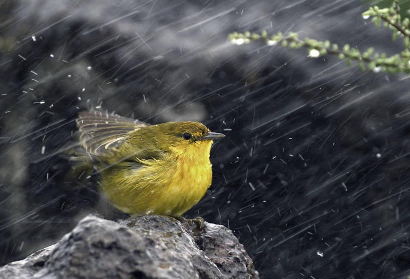 无人,站,横图,室外,特写,白天,正面,石头,美景,水,雨,鸟,飞溅,朦胧,模糊,溅,纹路,麻雀,鸟类,石子,纹理,液体,景观,水滴,扭头,注视,停留,水珠,一只,自然,观察,看,站着,转头,景色,观看,细雨,停止,察看,关注,喷洒,自然风光,家雀,肌理,霍雀,老家贼,逗留,停顿,嘉宾,树麻雀,瓦雀,只只,石块,岩石,小雨,站立,彩图,全身