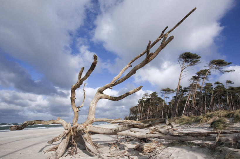 无人,横图,室外,白天,仰视,旅游,度假,海浪,海洋,美景,沙滩,树林,植物,德国,欧洲,阴影,光线,沙子,影子,海岸,景观,浪花,云,云朵,树桩,沙地,云彩,娱乐,枯木,树,树干,树木,蓝色,绿色,白云,蓝天,天空,阳光,自然,海水,天,享受,休闲,木桩,景色,放松,生长,晴朗,成长,西欧,自然风光,海景,德意志联邦共和国,大海,风浪,海,海水的波动,海滩,近岸浪,涌浪,晴空,彩图,低角度拍摄