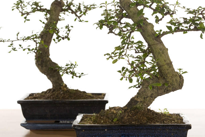 无人,横图,室内,特写,白天,白色背景,正面,植物,叶子,盆栽,泥土,土壤,绿叶,盆景,树,树木,两个,绿色,自然,嫩叶,摄影,影棚,生长,成长,盆景树,盆栽树,叶,叶片,彩图,影棚拍摄,拍摄