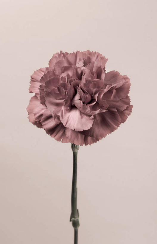 无人,竖图,室内,特写,白天,正面,粉色背景,盛开,美丽,花蕾,花,花瓣,花朵,鲜花,一朵,红色,花苞,花蕊,友好,摄影,影棚,大胆,热心,石竹,彩图,影棚拍摄,拍摄,石菊,石竹子花,绣竹,红石竹