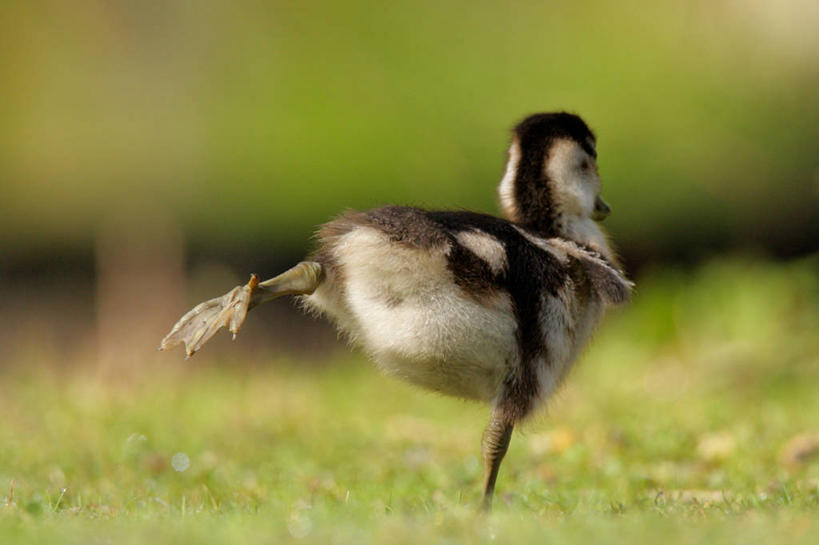无人,站,横图,室外,特写,白天,草地,草坪,美景,植物,鹅,鸟,阴影,朦胧,模糊,光线,鸟类,水鸟,影子,斑点,景观,草,一只,背面,黄色,绿色,黑色,阳光,自然,站着,景色,翘,自然风光,站立,彩图,全身