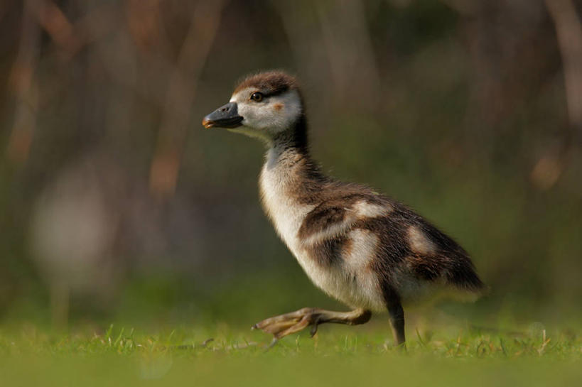无人,走,横图,室外,特写,白天,侧面,草地,草坪,美景,植物,鹅,鸟,阴影,朦胧,模糊,光线,鸟类,水鸟,影子,景观,注视,草,一只,绿色,阳光,自然,观察,看,景色,观看,察看,关注,自然风光,步行,散步,走路,彩图,全身