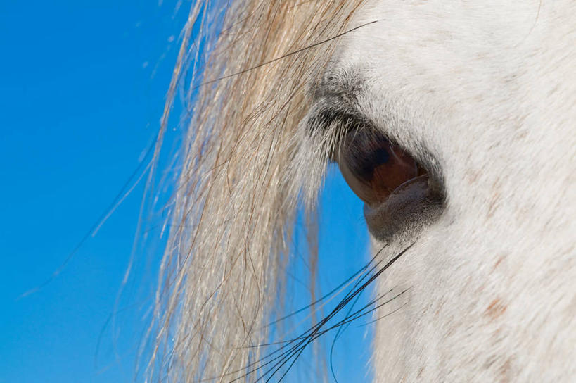 头,无人,公园,横图,室外,特写,白天,正面,美景,马,野生动物,爱尔兰,欧洲,阴影,光线,影子,景观,注视,一匹,蓝色,白色,蓝天,天空,阳光,自然,动物,天,观察,看,景色,运输,牲畜,晴朗,观看,察看,国家公园,西欧,关注,自然风光,万里无云,爱尔兰共和国,戈尔韦,康诺特省,康尼马拉国家公园,高威郡,戈尔韦郡,头部,晴空,晴空万里,半身,彩图,高威,郡治