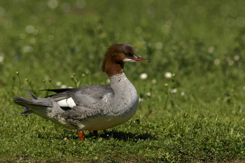 无人,站,横图,室外,特写,白天,侧面,草地,草坪,美景,植物,鸟,阴影,光线,鸟类,鸭,影子,景观,褐色,注视,家禽,草,一只,绿色,阳光,自然,动物,观察,看,站着,景色,牲畜,观看,察看,关注,自然风光,秋沙鸭,站立,彩图,全身