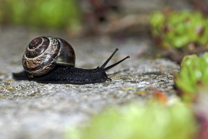 无人,横图,俯视,室外,特写,白天,爱情,美景,植物,阴影,朦胧,模糊,光线,蜗牛,影子,景观,泥土,土壤,宝石花,注视,一只,爬行,绿色,阳光,自然,动物,观察,看,爬,景色,生长,成长,观看,软体动物,察看,石莲花,关注,自然风光,匍匐,勤劳,彩图,高角度拍摄,全身